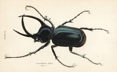 Chrząszcz atlas, Chalcosoma atlas (Scarabaeus atlas)