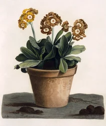 Auricula w doniczce, c.1840s (ręcznie grawerowanie)