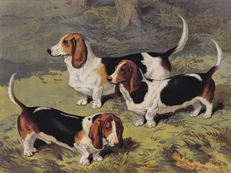Bassety, 1890
