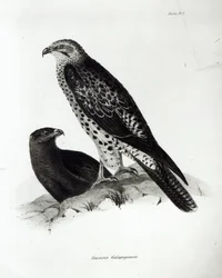 Ptaki drapieżne, płyta 2 z „Zoologii podróży H.M.S Beagle, 1832-36” Karola Darwina