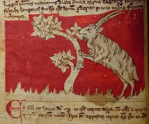 CCA-LitMs/D/10 fol.1v Goat, z Bestiariusza
