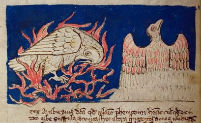 CCA-LitMs/D/10 os. 17v Pheonix, z Bestiariusza