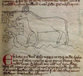 CCA-LitMs/D/10 os. 4r Yale, z Bestiariusza