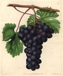 Winogrona z ogrodu botanicznego Cambridge z „Magazynu Pomologicznego” Johna Lindleya