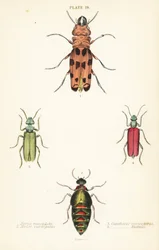 Cissites maculata 1, chrząszcz plamisty, Meloe variegatus 2, mucha hiszpańska, Lytta vesicatoria 3 i chrząszcz pęcherzykowaty, Lytta nuttalli 4