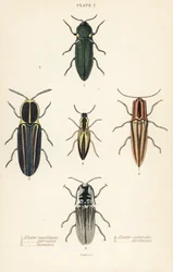 Klikak: elastyczny reflektor, Pyrophorus nightlucus 1, Chalcolepidius porcatus 2, chrząszcz liniowany, Agriotes lineatus 3, Elater suturalis 4 i Semiotus differus 5