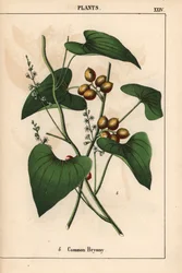 Bryony pospolite ze złocistymi jagodami. Bryonia Alba   , z „Pouczającej książki z obrazkami, czyli lekcji ze świata warzyw”, [Charlotte Mary Yonge], Edynburg