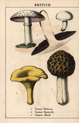 Pieczarka Agaricus, kurka złocista Cantharellus cibarius i smardz Morchella esculenta   , z „Pouczającej książki z obrazkami, czyli lekcji ze świata warzyw”, [Charlotte Mary Yonge], Edynburg