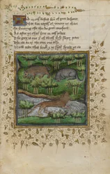 Cotton Vespasian B. XII, f.4 Ilustracja borsuka, żbika i wydry; z wierszem z „Traktatu o polowaniu” Williama Twety i Johna Gyfforda, ok. 1440 (welum)