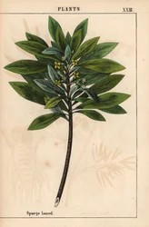 Daphne laureola lub Spurge-laurel   , z „Pouczającej książki z obrazkami, czyli lekcji ze świata warzyw”, [Charlotte Mary Yonge], Edynburg
