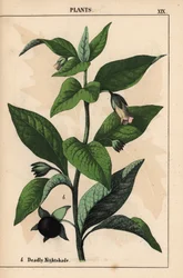 Wilcza jagoda   , z „Pouczającej książki z obrazkami, czyli lekcji ze świata warzyw”, [Charlotte Mary Yonge], Edynburg
