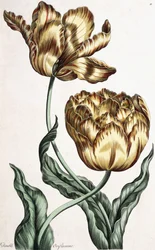 Podwójna Oriflame, 1759