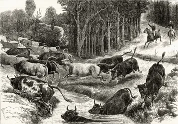 Driving Cattle w Australii, ok. 1880, z „Australian Pictures” Howarda Willoughby