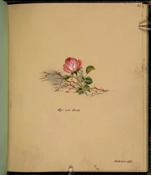 F. 61: Róża, Życie i śmierć, z „Księgi szkiców ze scenami z opowiadań Karola Dickensa” (ołówek i akwarela na papierze)