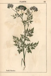 Pietruszka głupca Aethusa cynapium   , z „Pouczającej książki z obrazkami, czyli lekcji ze świata warzyw”, [Charlotte Mary Yonge], Edynburg
