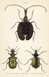Łowca gąsienic leśnych, Calosoma sycophanta 1, chrząszcz biegaczowaty, Elaphrus riparius 2 i chrząszcz skrzypcowy, Mormolyce phyllodes 3