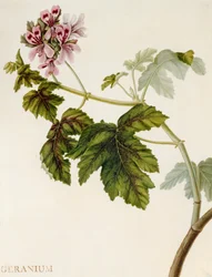 Geranium (wc na welinie)