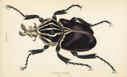 Chrząszcz Goliat , Goliathus goliatus ( Goliathus magnus )