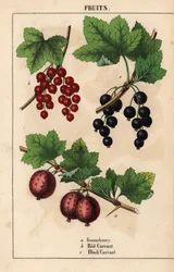 Owoce agrestu, czerwonej porzeczki i czarnej porzeczki   , z „Pouczającej książki z obrazkami, czyli lekcji ze świata warzyw”, [Charlotte Mary Yonge], Edynburg