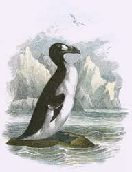 Wielki Auk