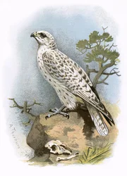 Gyr-Falcon