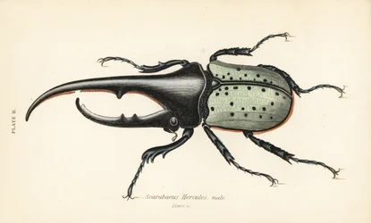 Chrząszcz Herkules, samiec, Dynastes hercules, Scarabaeus hercules