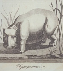 Hipopotam, z The Gentlemans Magazine, opublikowany w grudniu 1772 r.
