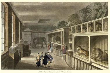 Widok wnętrza Królewskiej Menażerii Politos, Exeter Change, Strand, 1812 (akwatinta)
