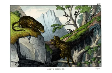 Jaguar