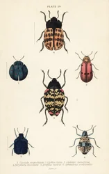 Chrząszcze liściaste: Cyrtonota sexpustulata 1, Lachnaia hirta 2, Chlamys monstrosa 3, Doryphora tessellata 4, Erotylus actor 5 i Spheniscus erotyloides 6