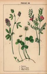 Lucerna, tar lub wyka, koniczyna biała  , z „Pouczającej książki z obrazkami, czyli lekcji ze świata warzyw”, [Charlotte Mary Yonge], Edynburg