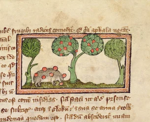 MS 379 f.13r Jeż zbierający jabłka, detal z bestiariusza, angielski
