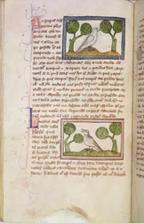 MS 379 f.22v Strona tekstu z białym jastrzębiem i słowikiem, z bestiariusza (welin)