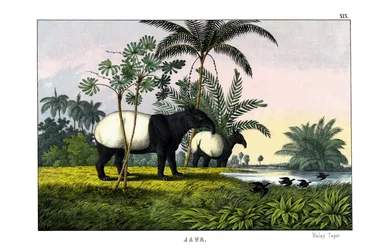 Tapir malajski