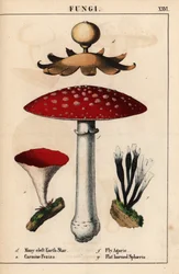 Wieloszczelinowa gwiazda ziemi Geastrum, karminowa Peziza, muchomor Amanita muscaria i grzyby sphaeria o płaskich rogach.   , z „Pouczającej książki z obrazkami, czyli lekcji ze świata warzyw”, [Charlotte Mary Yonge], Edynburg