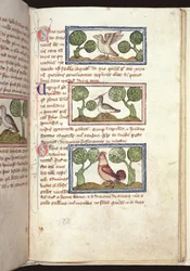 Ms 379, f.25r: Trzy ptaki na ziemi, z bestiariusza, początek XIV w. (pergamin)