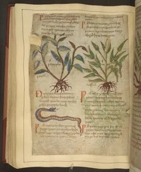 Ms. Cotton Vitellius C.III fol.56v Ilustracje Petersilie, Cawel and a Snake, ze staroangielskiego zielnika oryginalnie autorstwa Apulejusza (123-80AD), początek XI wieku (welum)
