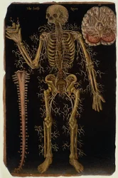 Ms Hunter 364 Table VI Dissection, z Anatomical Tables, John Banister (1540-1610) (olej na brązowym papierze)