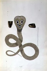 Nagoo Snake z „An Account of Indian Serpents zebranych z wybrzeża Coromandel” Patricka Russella, Londyn
