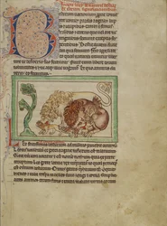 Bestiariusz Northumberland, ok. 1250-60 (kolorowe plamy i tusz na pergaminie)