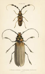 Orthomegas cinnamomeus Prionus corticinus 1 i Batus barbicornis, Lophonocerus barbicornis 2
