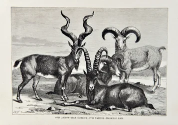 Ovis Ammon - Ibex Siberica - Ovis Nabura - Markhov Ram, ilustracja z Uniwersalnej geografii, Ziemia i jej mieszkańcy autorstwa Elisee Reclusa, opublikowana w 1878 r.