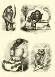 Strona z Obrazkowego Muzeum Przyrody Ożywionej