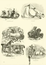 Strona z Obrazkowego Muzeum Przyrody Ożywionej