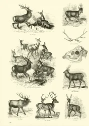 Strona z Obrazkowego Muzeum Przyrody Ożywionej