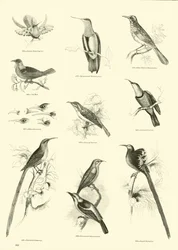 Strona z Obrazkowego Muzeum Przyrody Ożywionej