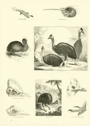 Strona z Obrazkowego Muzeum Przyrody Ożywionej