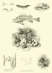 Strona z Obrazkowego Muzeum Przyrody Ożywionej