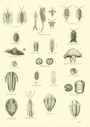 Strona z Obrazkowego Muzeum Przyrody Ożywionej