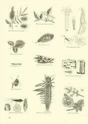 Strona z Obrazkowego Muzeum Przyrody Ożywionej